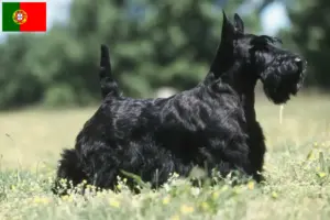 Read more about the article Skót terrier tenyésztők és kölykök Portugáliában