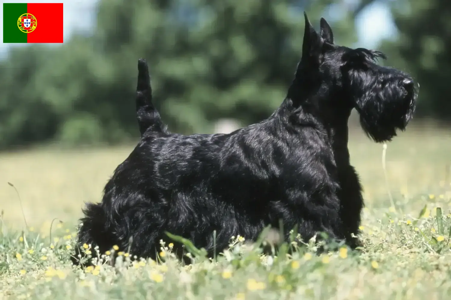 Skót terrier kölykök és tenyésztők Portugália Itt találhatsz skót terrier tenyésztőket Portugáliában.
