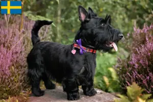 Read more about the article Skót terrier tenyésztők és kölykök Svédországban