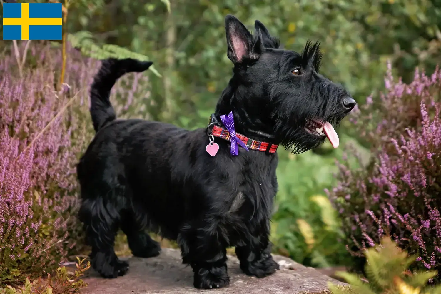 Skót terrier kölykök és tenyésztők Svédországban Svédországban található skót terrier tenyésztők itt találhatók.