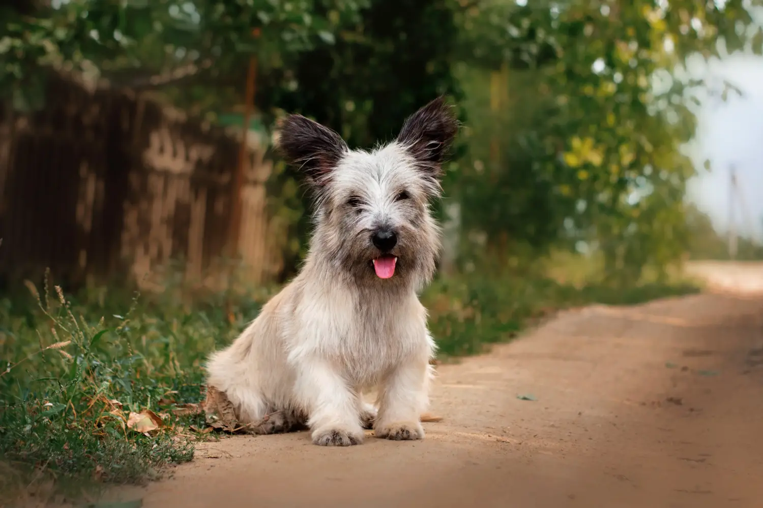 Skye terrier kölyökkutya vásárlása felelősségvállalást jelent! Skye Terrier kiskutyák vásárlása.