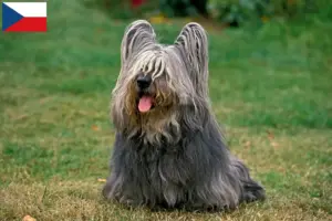 Read more about the article Skye Terrier tenyésztők és kölykök Csehországban