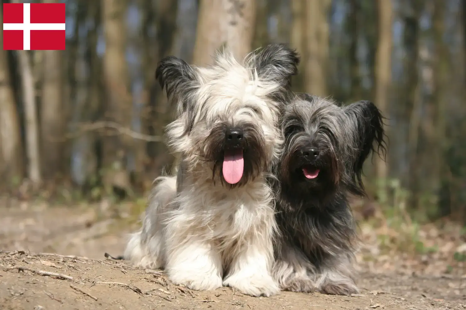 Skye Terrier kiskutyák és tenyésztők Dánia Skye Terrier tenyésztőket Dánia területén itt találsz.
