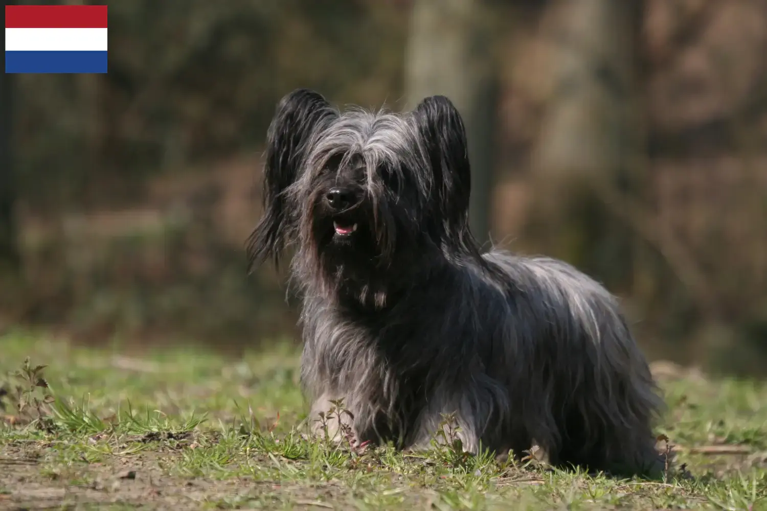 Read more about the article Skye Terrier tenyésztők és kiskutyák Hollandia területén