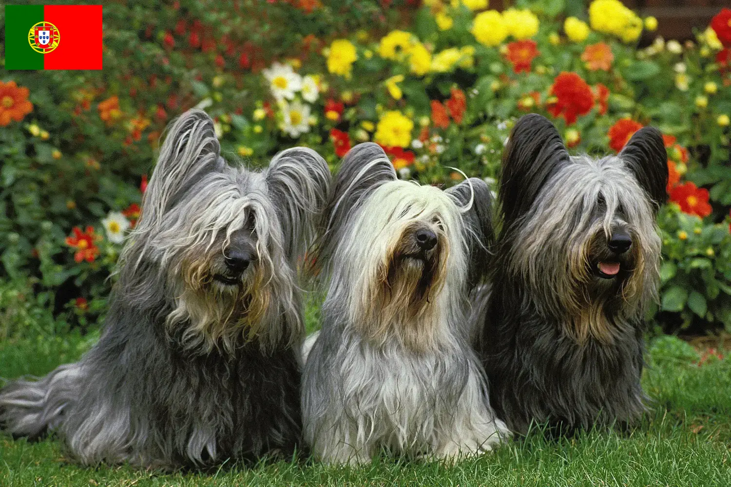 Skye Terrier kiskutyák és tenyésztők Portugália Itt találhatsz Skye Terrier tenyésztőket Portugáliában.