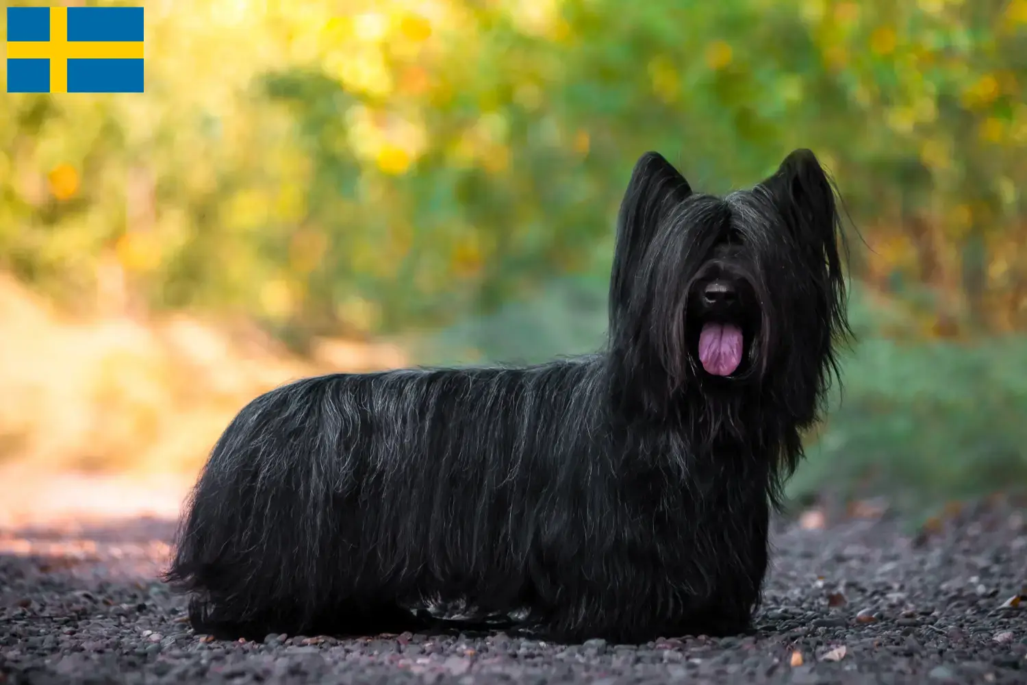 Skye Terrier kölykök és tenyésztők Svédországban Skye Terrier tenyésztőket Svédországban itt találsz.