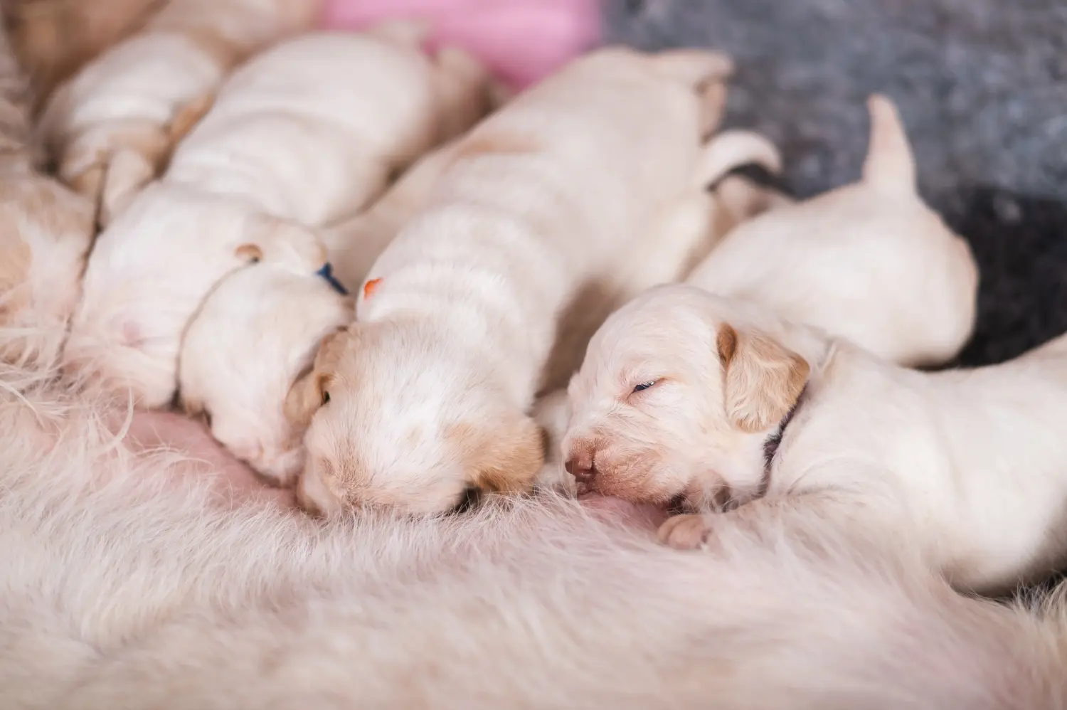 Spinone Italiano kiskutya vásárlása felelősségvállalást jelent! Vásároljon Spinone Italiano kiskutyákat.