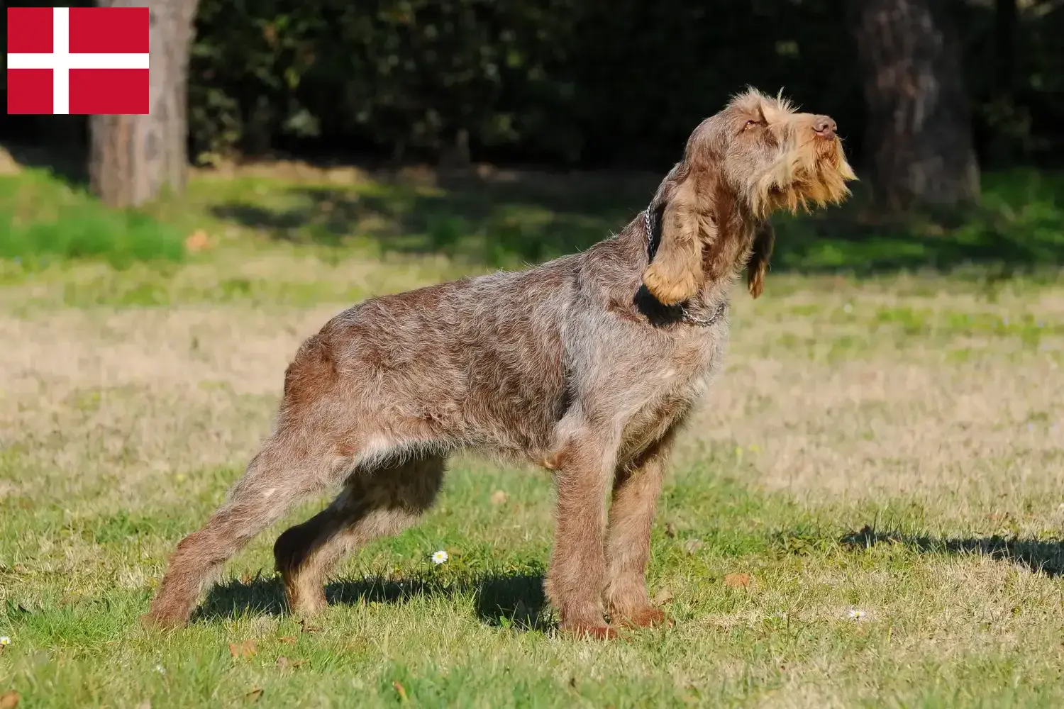 Read more about the article Spinone Italiano tenyésztők és kiskutyák Dániában