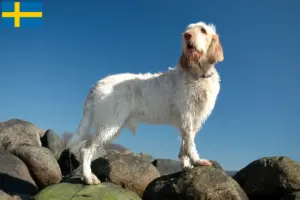 Read more about the article Spinone Italiano tenyésztők és kölykök Svédországban