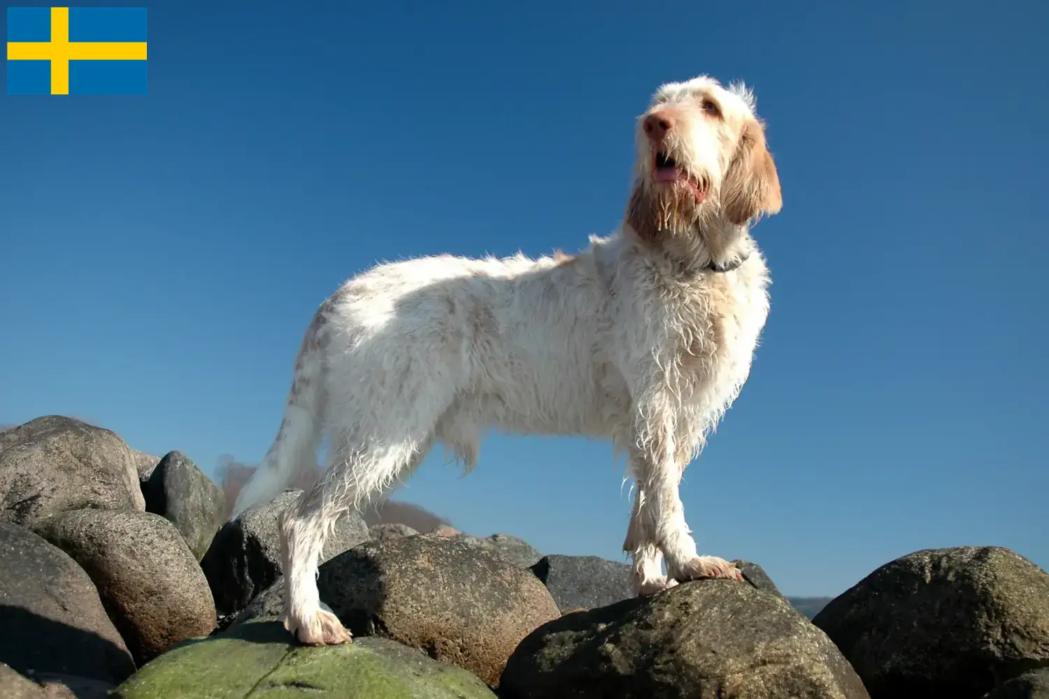 Read more about the article Spinone Italiano tenyésztők és kölykök Svédországban