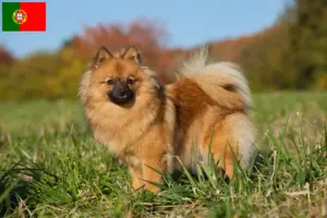 Read more about the article Spitz tenyésztők és kiskutyák Portugáliában