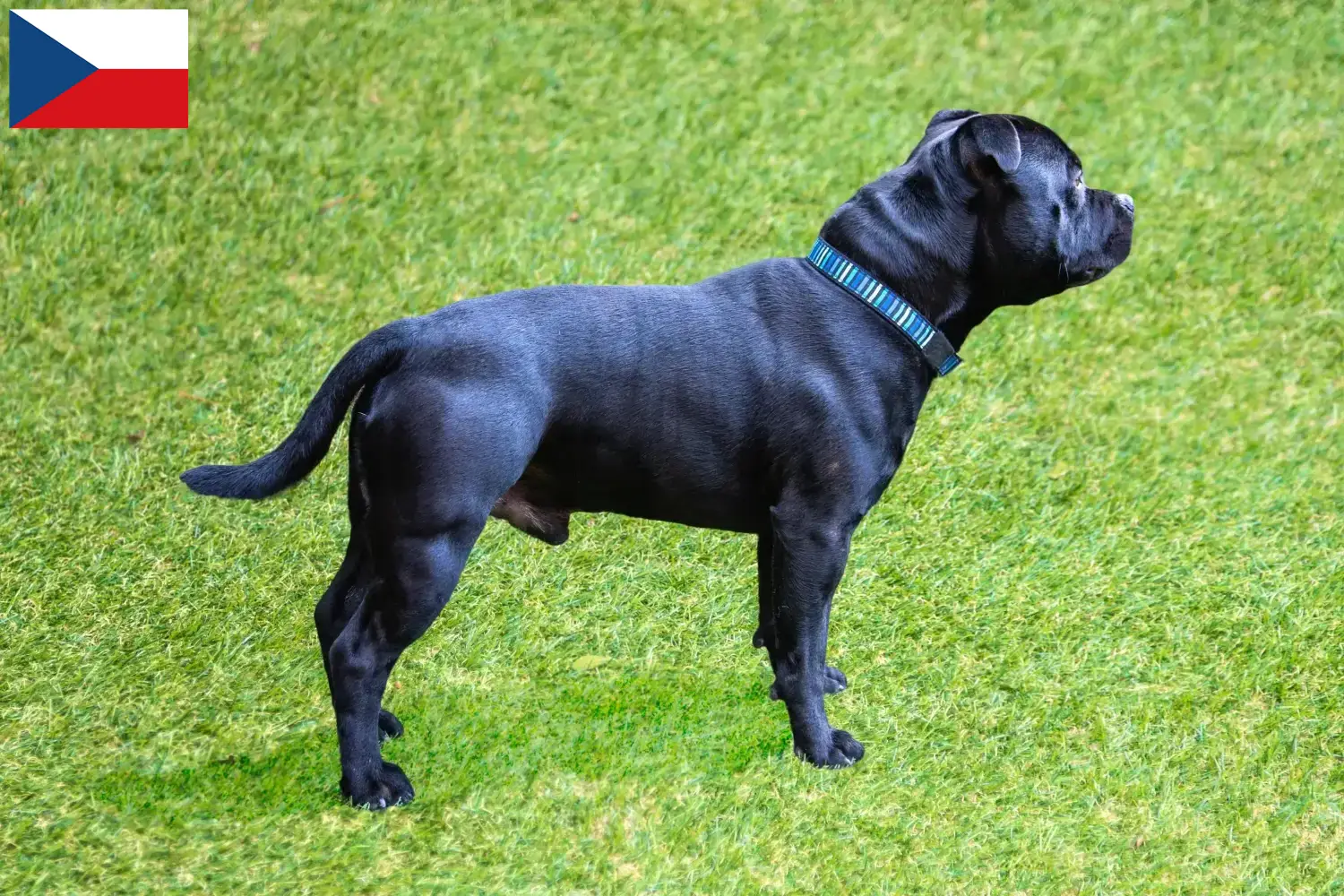 Staffordshire Bullterrier kiskutyák és tenyésztők Csehország Találd meg itt a Staffordshire Bullterrier tenyésztőket Csehországban.