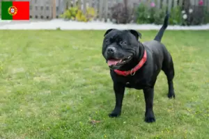 Read more about the article Staffordshire Bullterrier tenyésztők és kölykök Portugáliában