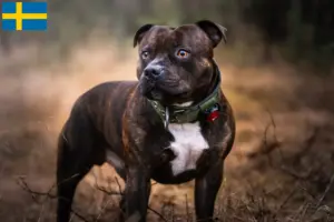 Read more about the article Staffordshire Bull Terrier tenyésztők és kölykök Svédországban