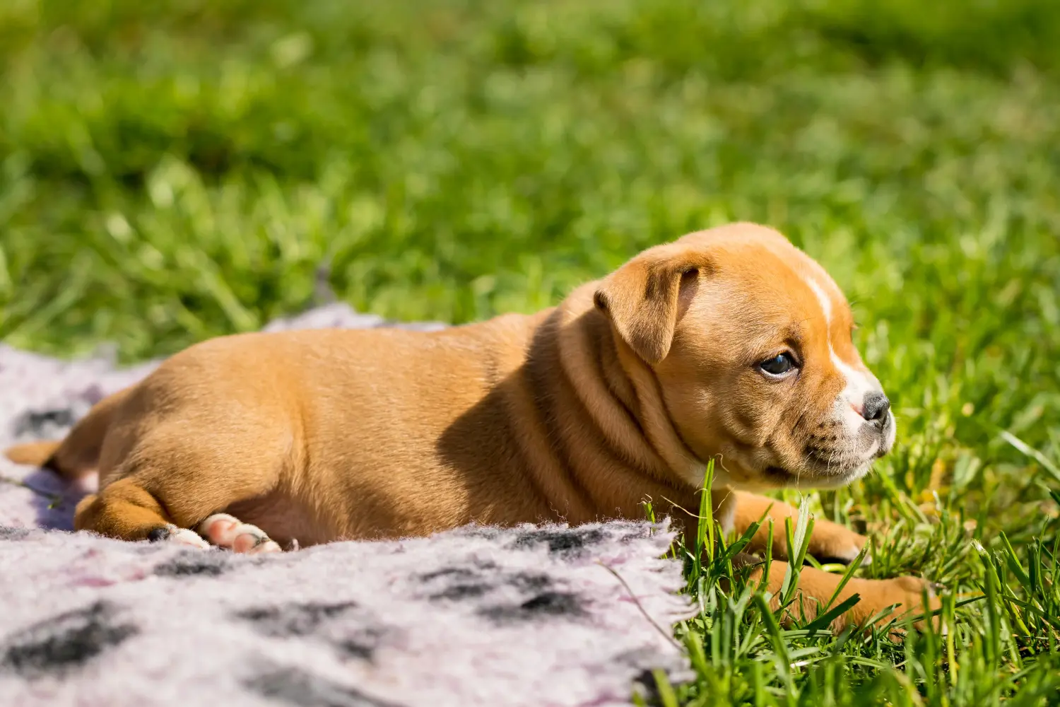 Staffordshire Bullterrier kiskutya vásárlása felelősségvállalást jelent! Staffordshire Bullterrier kölyökkutyák vásárlása.