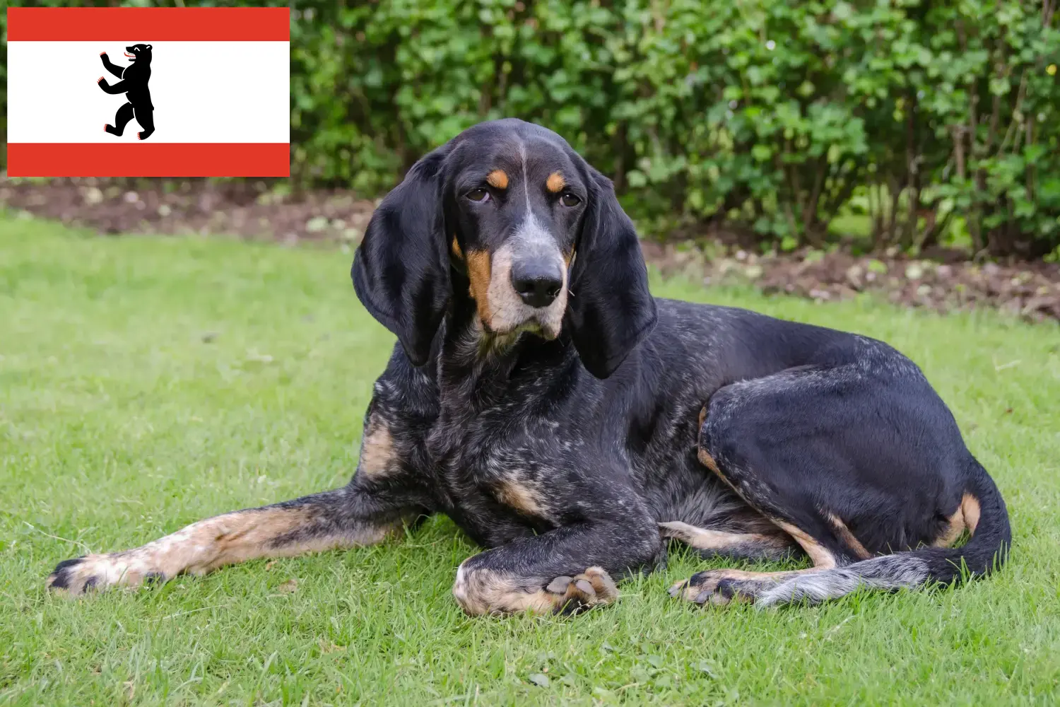 Read more about the article Svájci kopó tenyésztők és kölykök Berlinben