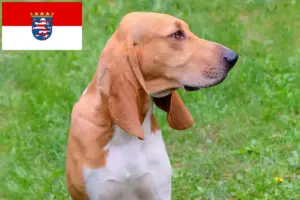 Read more about the article Svájci kopó tenyésztők és kölykök Hessenben