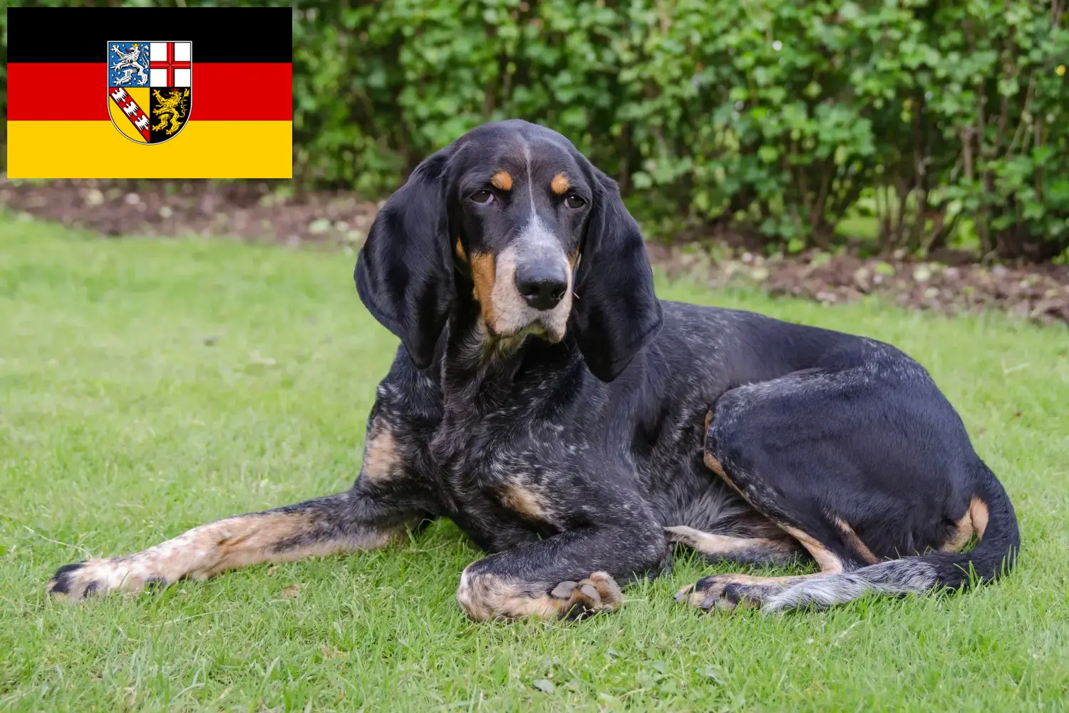 Read more about the article Svájci kopó tenyésztők és kölykök Saarlandban