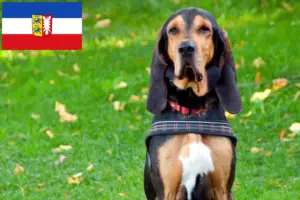 Read more about the article Svájci kopó tenyésztők és kölykök Schleswig-Holstein tartományban