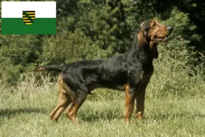Read more about the article Svájci kopó tenyésztők és kölykök Szászországban