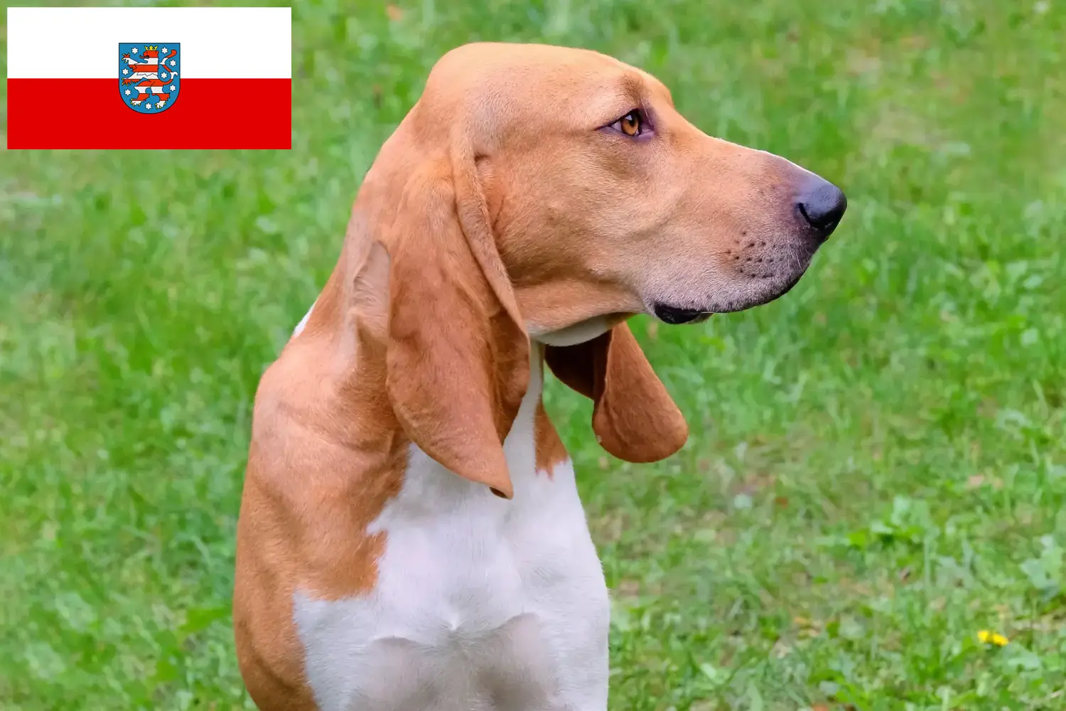 Read more about the article Svájci kopó tenyésztők és kölykök Türingiában