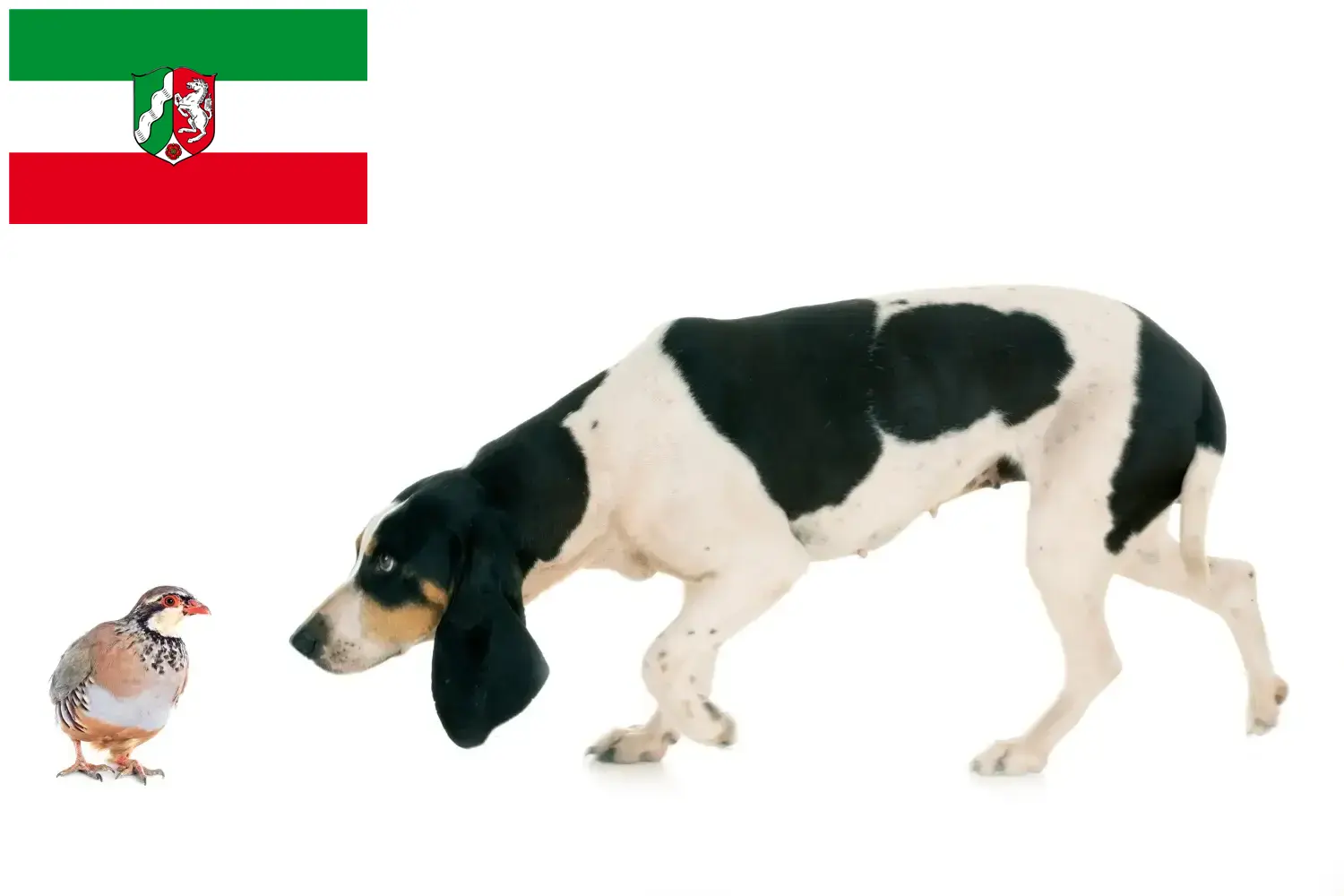 Read more about the article Svájci kopó tenyésztők és kölykök Észak-Rajna-Vesztfália területén