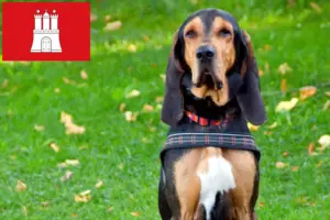 Read more about the article Svájci kopó tenyésztők és kölykök Hamburgban