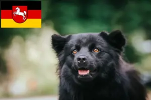 Read more about the article Svéd Lapphund tenyésztők és kiskutyák Alsó-Szászországban
