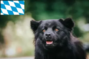 Read more about the article Svéd Lapphund tenyésztők és kiskutyák Bajorországban