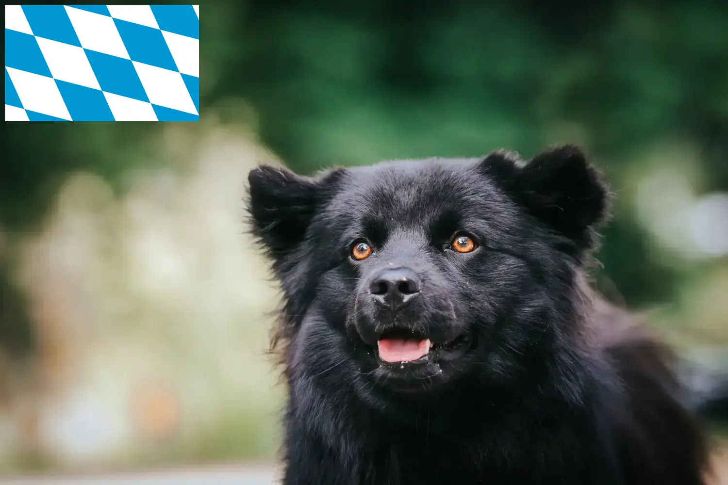 Svéd Lapphund kiskutyák és tenyésztők Bajorországban Itt talál svéd lapphund tenyésztőket Bajorországban.