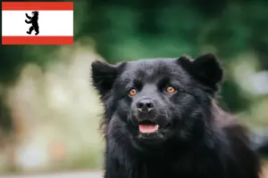 Read more about the article Svéd Lapphund tenyésztő és kölykök Berlinben