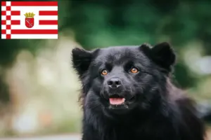 Read more about the article Svéd Lapphund tenyésztő és kiskutyák Brémában