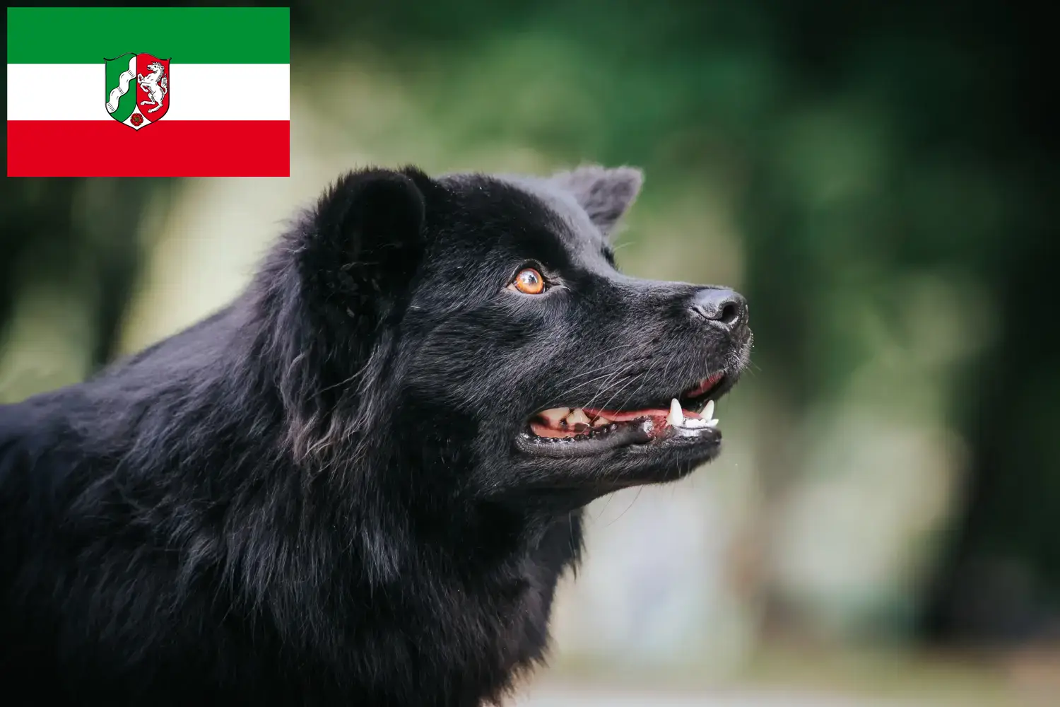 Read more about the article Svéd Lapphund tenyésztők és kiskutyák Észak-Rajna-Vesztfália területén