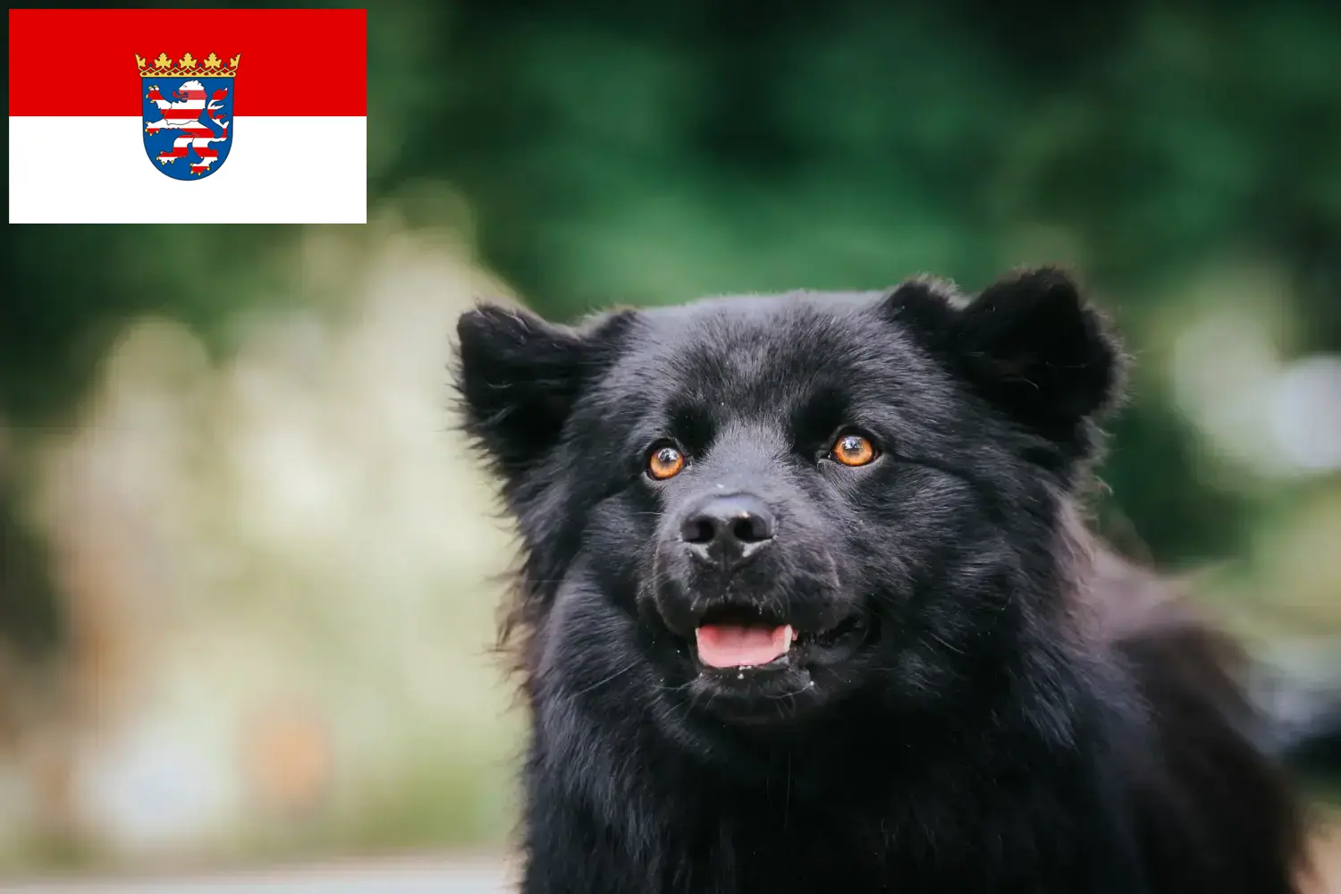Svéd Lapphund kiskutyák és tenyésztők Hessen Itt találhat svéd lapphund tenyésztőket Hessenben.