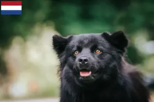 Read more about the article Svéd Lapphund tenyésztők és kölykök Hollandiában