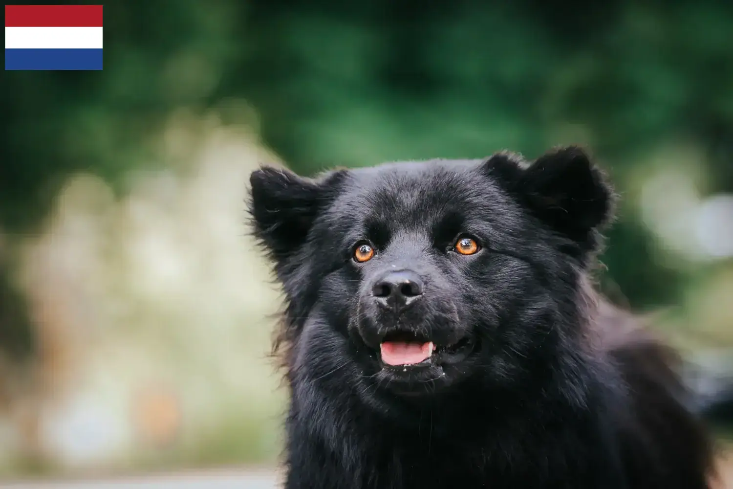 Svéd Lapphund kiskutyák és tenyésztők Hollandia Itt megtalálja a svéd lapphund tenyésztőket Hollandiában.