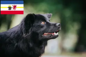 Read more about the article Svéd Lapphund tenyésztők és kiskutyák Mecklenburg-Vorpommern területén