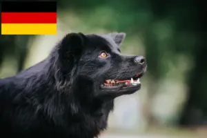Read more about the article Svéd Lapphund tenyésztők és kiskutyák Németországban