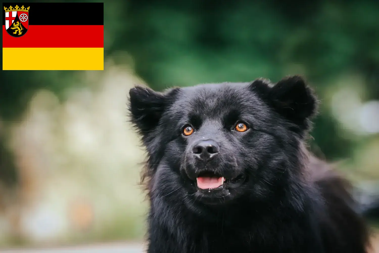 Svéd Lapphund kiskutyák és tenyésztők Rajna-vidék-Pfalz Itt találhat svéd lapphund tenyésztőket Rajna-vidék-Pfalzban.