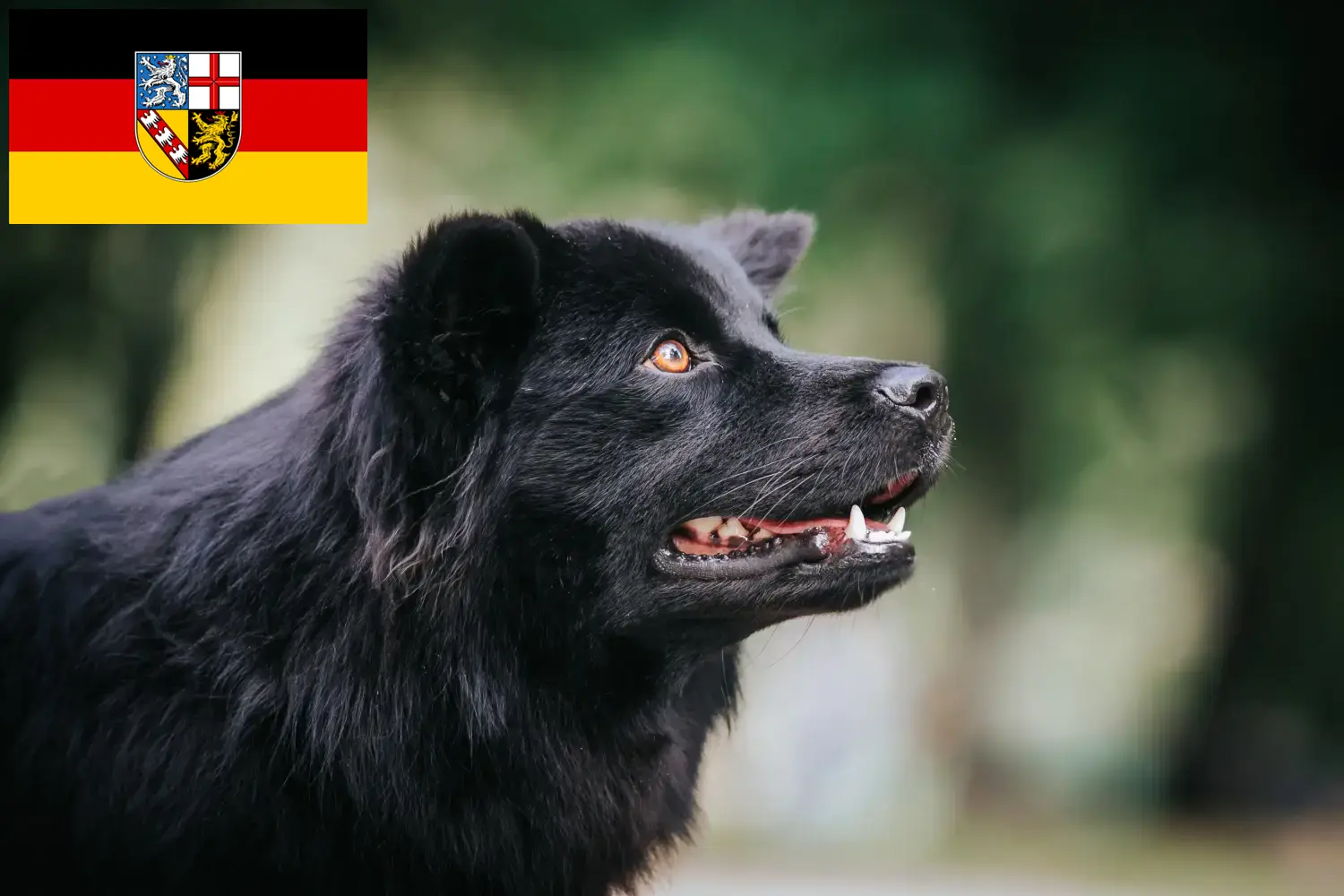 Svéd Lapphund kölyökkutyák és tenyésztők Saar-vidék Itt megtalálhatja a Saar-vidéki svéd lapphund tenyésztőket.