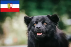 Read more about the article Svéd Lapphund tenyésztők és kiskutyák Schleswig-Holstein tartományban