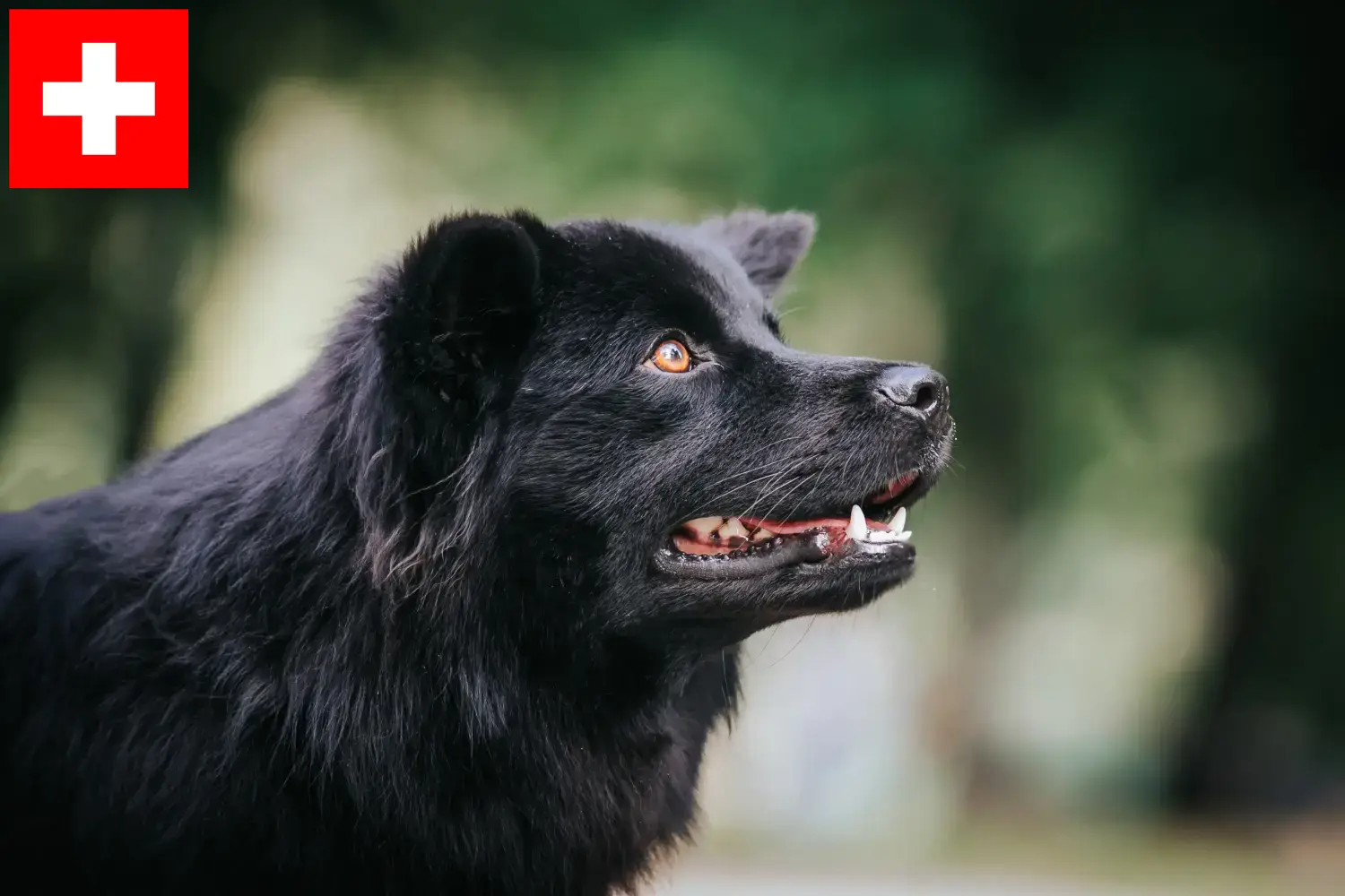 Svéd Lapphund kiskutyák és tenyésztők Svájc Itt talál svéd lapphund tenyésztőket Svájcban.