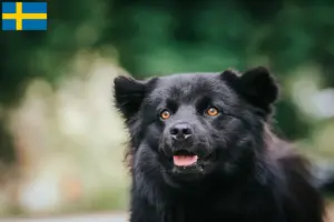 Read more about the article Svéd Lapphund tenyésztők és kölykök Svédországban