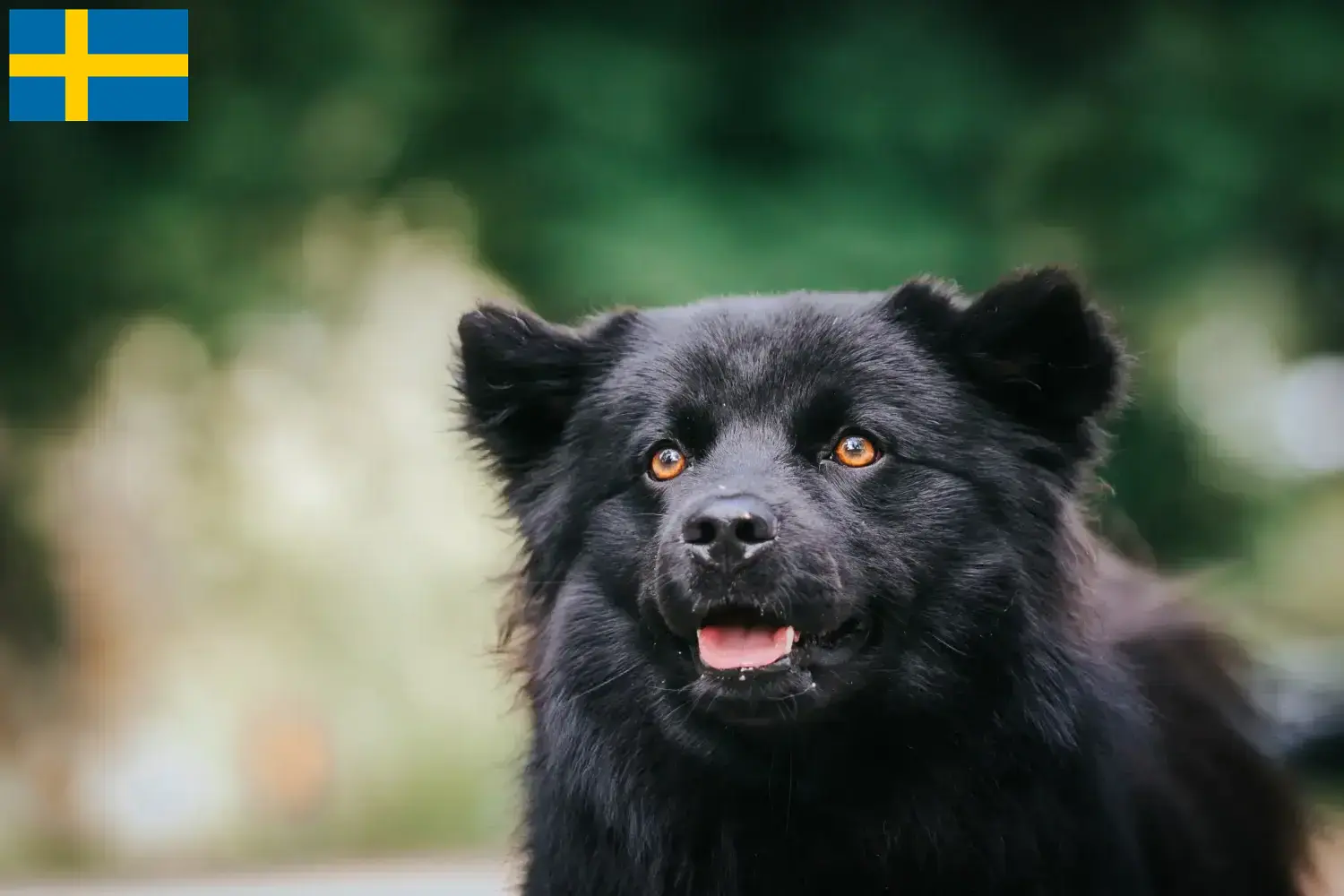 Svéd Lapphund kiskutyák és tenyésztők Svédországban Svéd Lapphund tenyésztőket Svédországban itt talál.