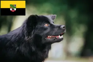 Read more about the article Svéd Lapphund tenyésztők és kölykök Szász-Anhaltban