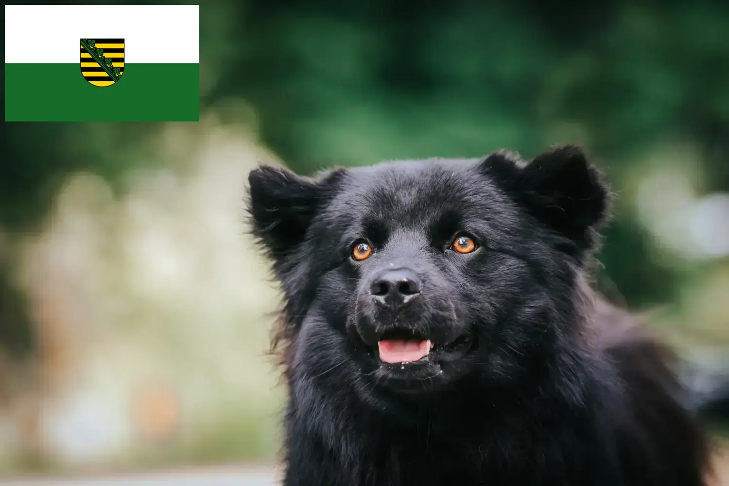 Read more about the article Svéd Lapphund tenyésztők és kiskutyák Szászországban