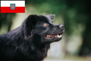 Read more about the article Svéd Lapphund tenyésztők és kölykök Türingiában