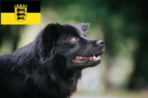 Read more about the article Svéd Lapphund tenyésztők és kölykök Baden-Württembergben