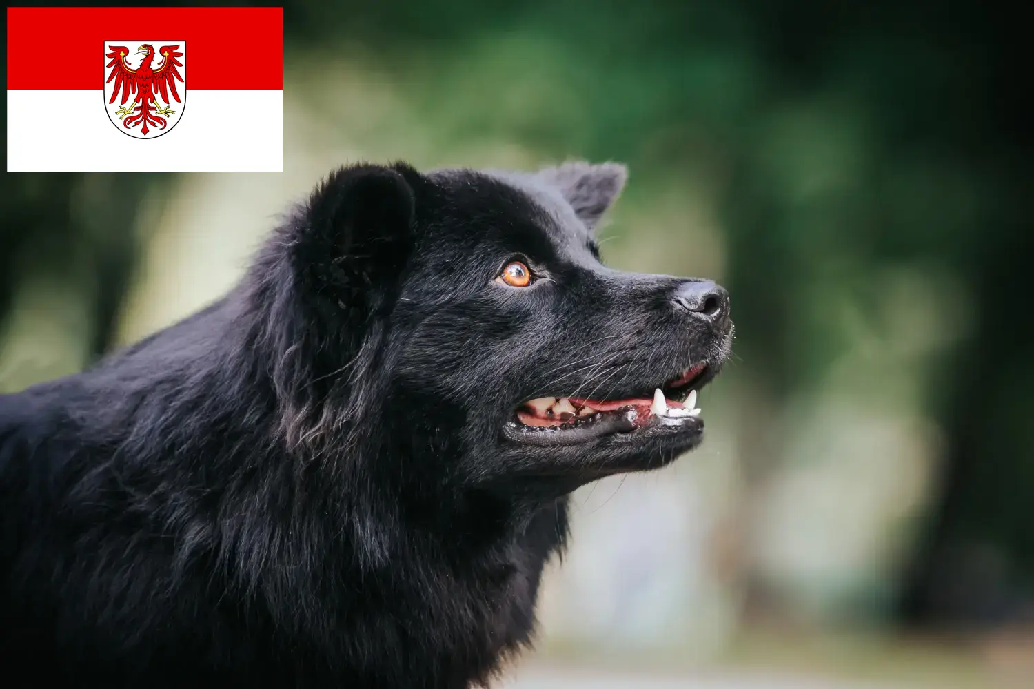 Svéd Lapphund kiskutyák és tenyésztők Brandenburg Itt találhat svéd lapphund tenyésztőket Brandenburgban.