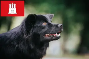 Read more about the article Svéd Lapphund tenyésztő és kölykök Hamburgban